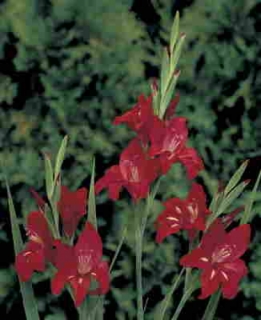 images/productimages/small/V101 LOW 6169 Gladiolus Robinetta.jpg